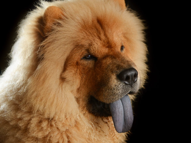 Chow Chow