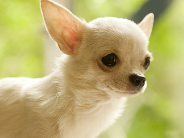 Chihuahua