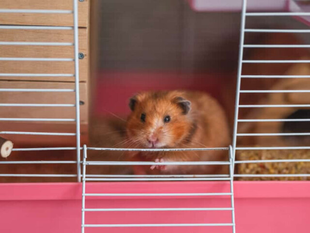 Hamster anão russo