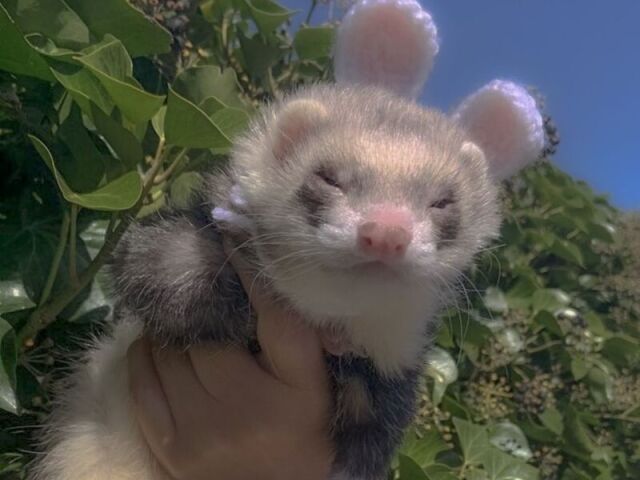 >Furรฃo<