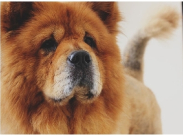 Cão pastor e Mastim Tibetano