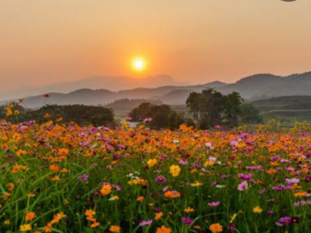 Campo de flores