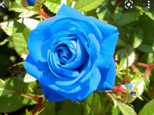 Rosa azul