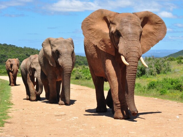 Elefante africano