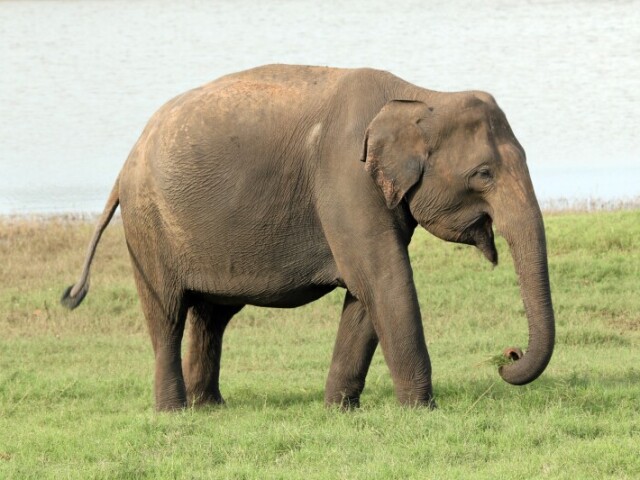 Elefante indiano