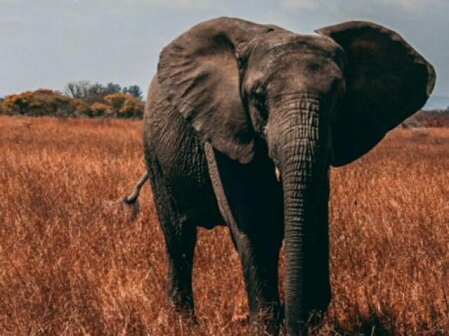 Elefante