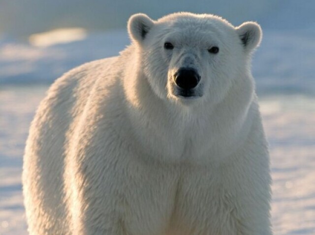 Urso polar