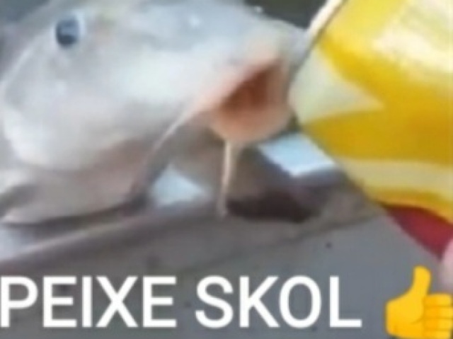 peixe skol👍