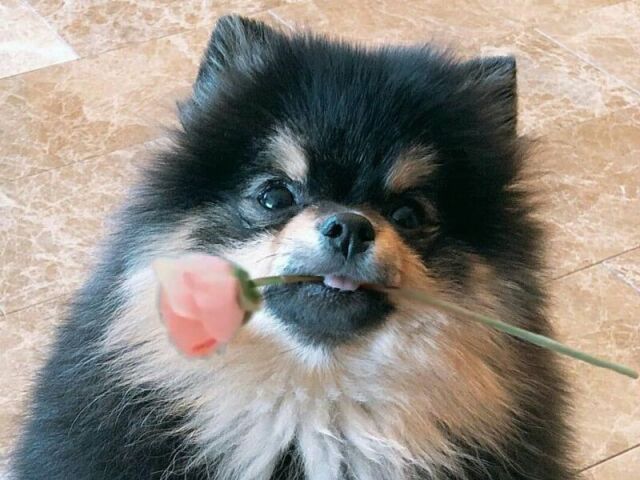 yeontan