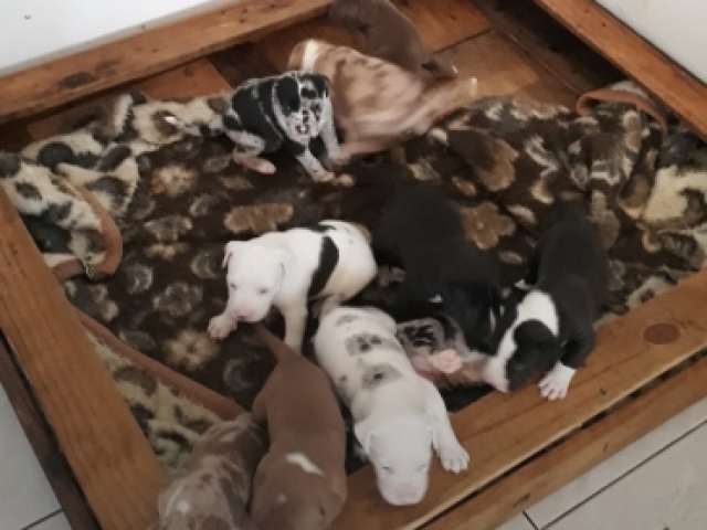 Qual cachorro você é?🐕🦺🐕🦮