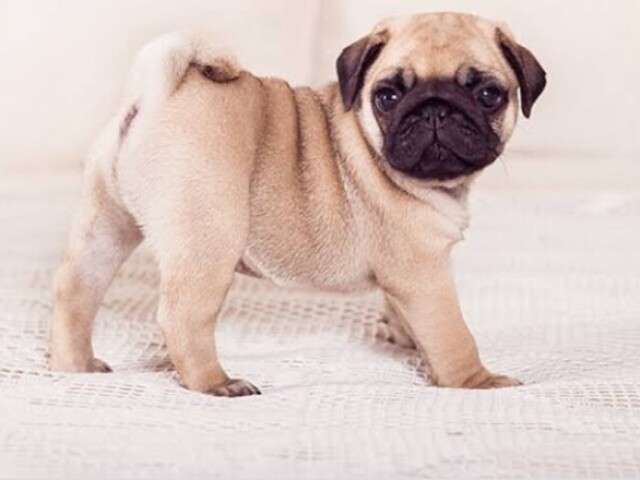 Pug💘