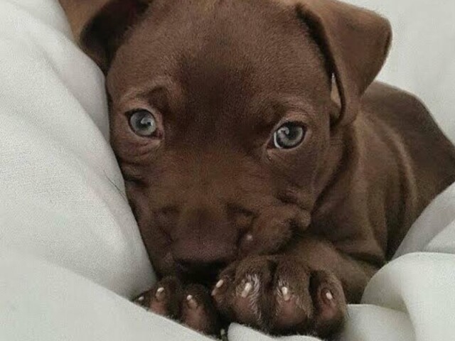 Pitbull💞
