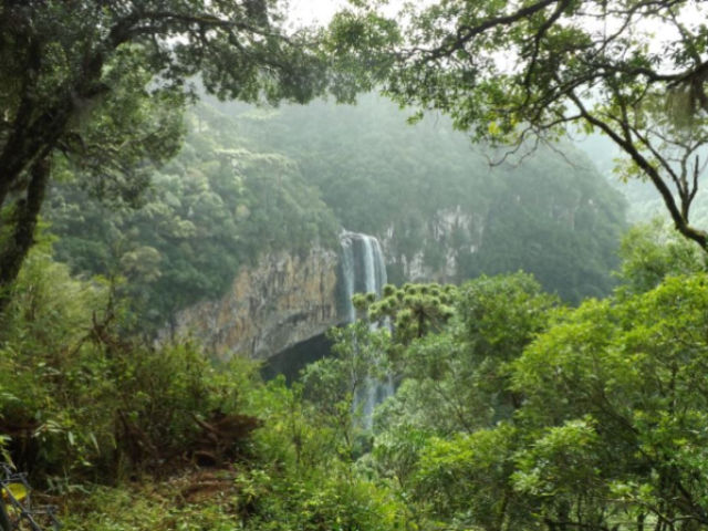 Mata atlântica