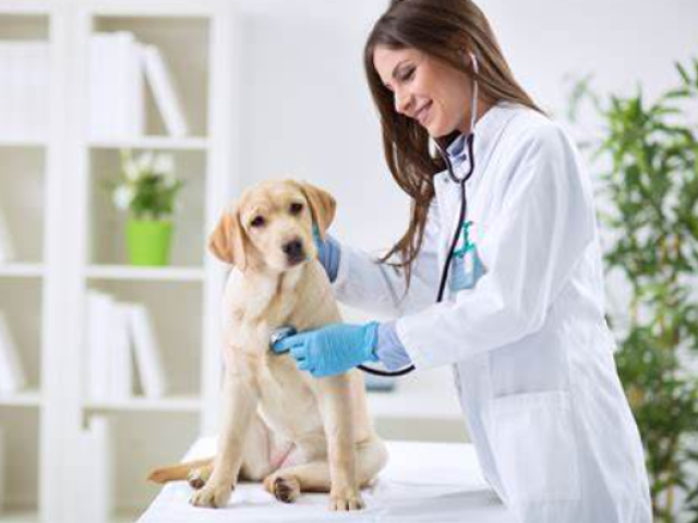 Veterinario