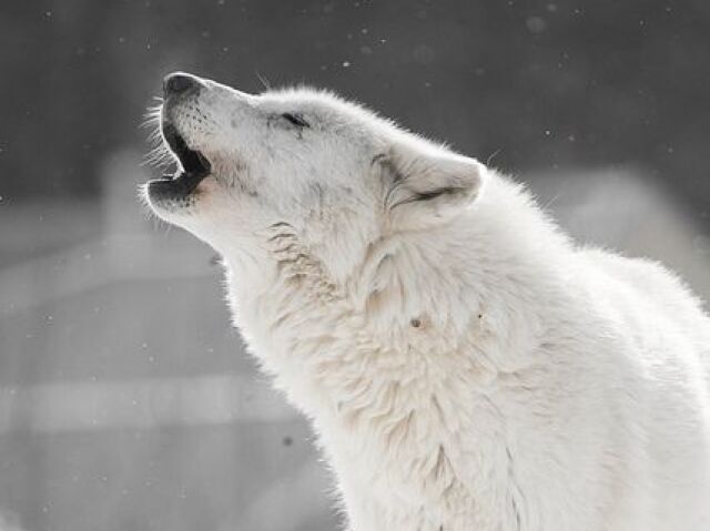 Lobo branco