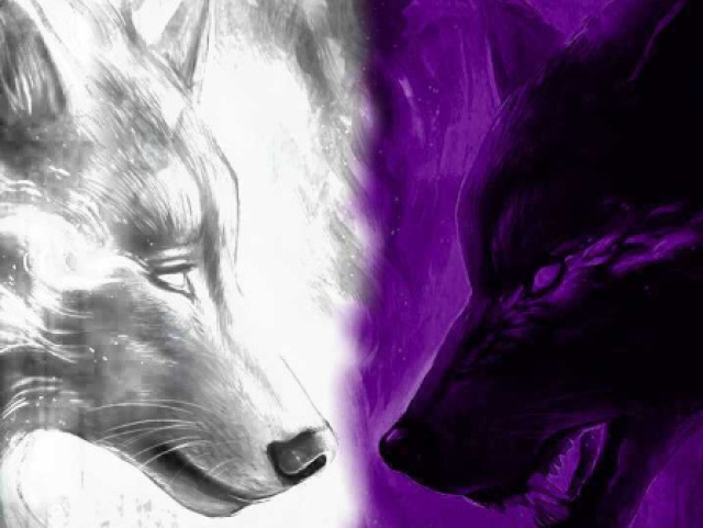 Lobo branco e lobo roxo