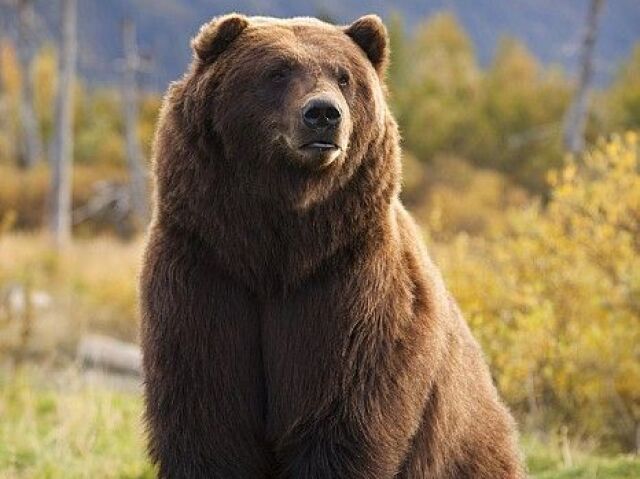 Um urso pra me ajudar em todas as missões!