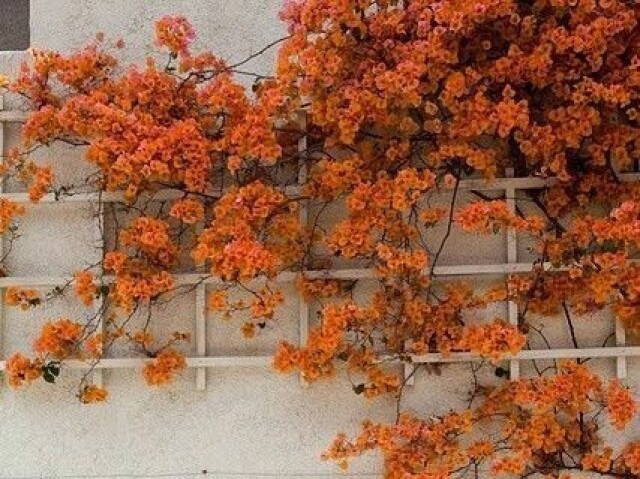 🧡 Laranja 🧡
