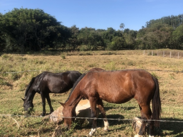 Cavalo π
