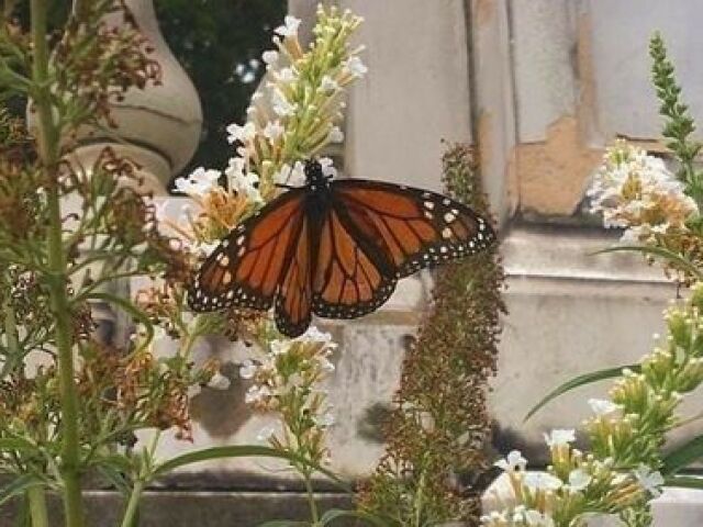 Borboleta