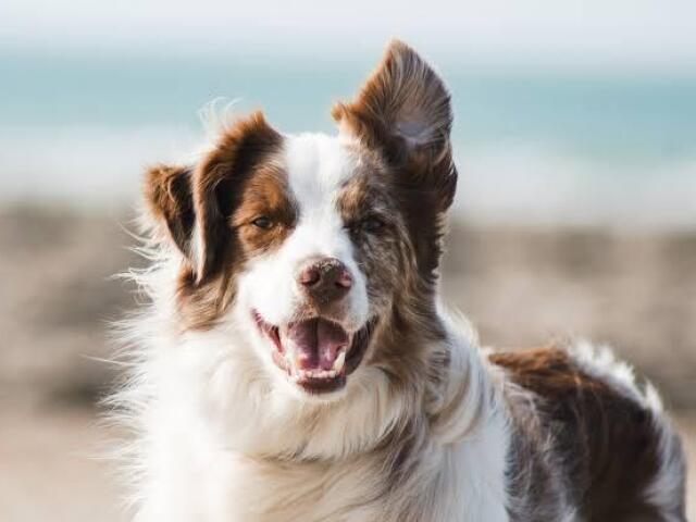 Border Collie