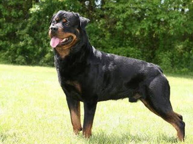 Rottweiler