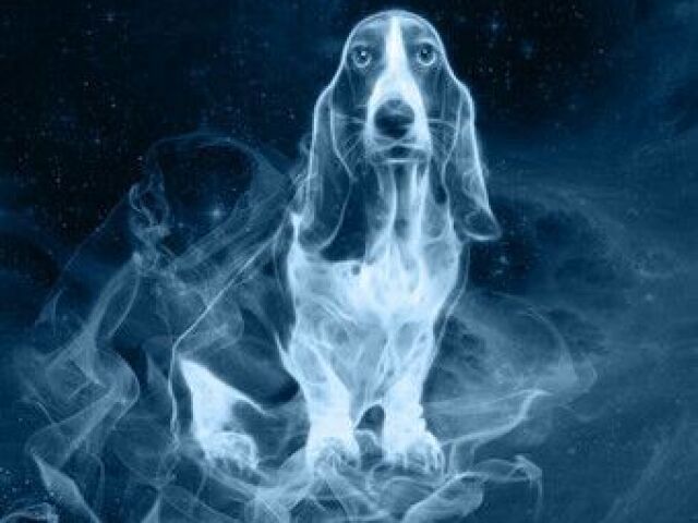 Basset Hound