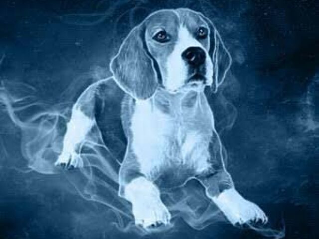 Beagle