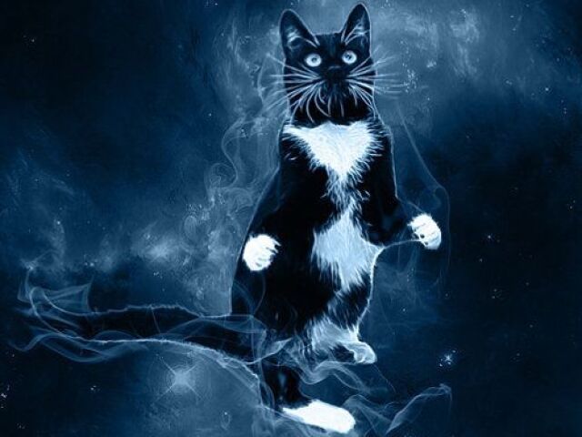 Gato preto e branco