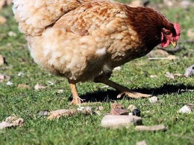 Nada,deixe eles comer oque tiver no pasto