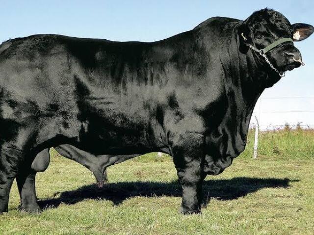 Gado Angus