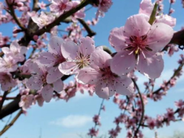 4. primavera
Primavera um lugar de flores