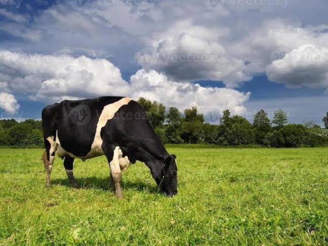 Sem barracão,só no pasto