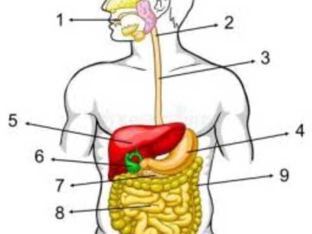 1- boca; 2- faringe; 3- esôfago; 4- estômago; 5- fígado; 6- vesícula biliar; 7- pâncreas; 8- intestino delgado; 9- intestino grosso.