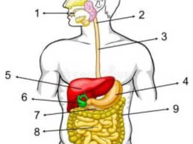 1- boca; 2- tubo digestório; 3- traqueia; 4- fígado; 5- estômago; 6- vesícula biliar; 7-pâncreas; 8-intestino delgado; 9- intestino grosso.