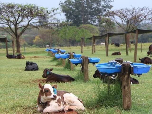 Criação por zona