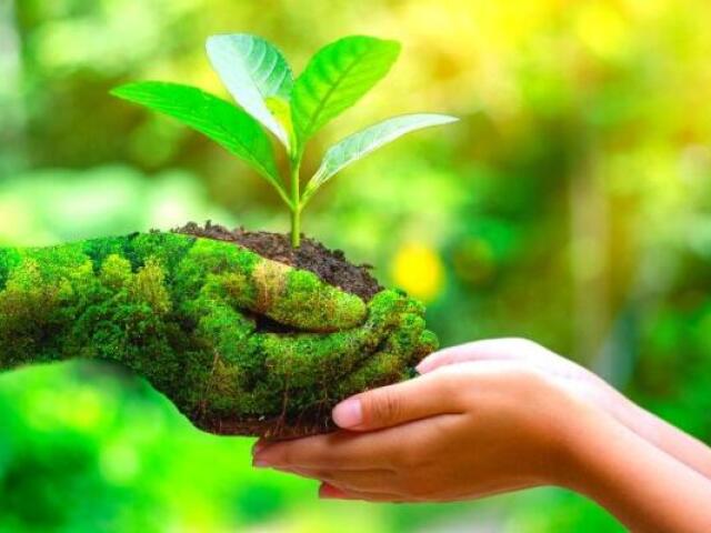 Planta