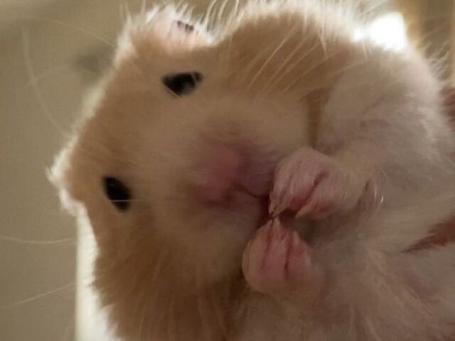 Hamster