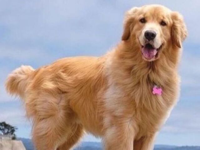 Golden Retriever