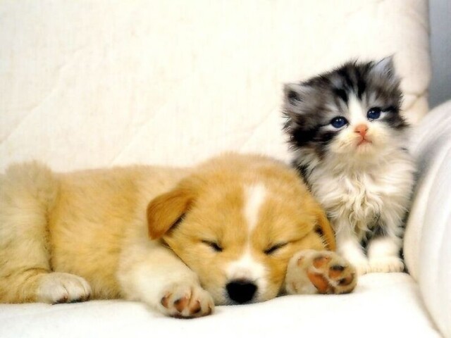 Os dois.