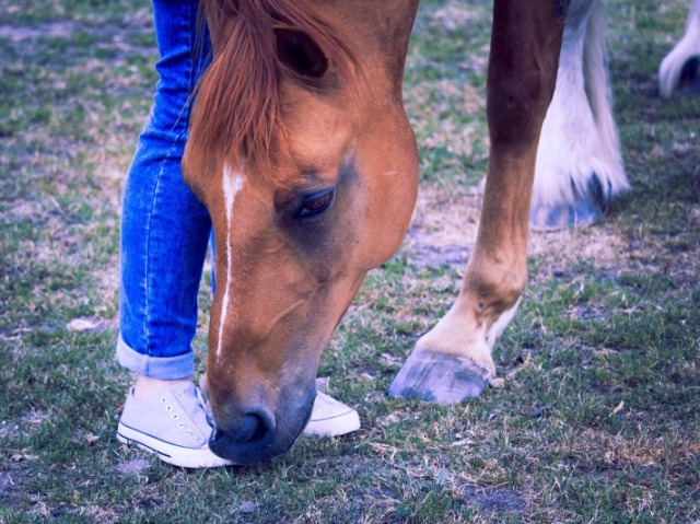 Eu faria de tudo por ele, ele é o melhor animal.