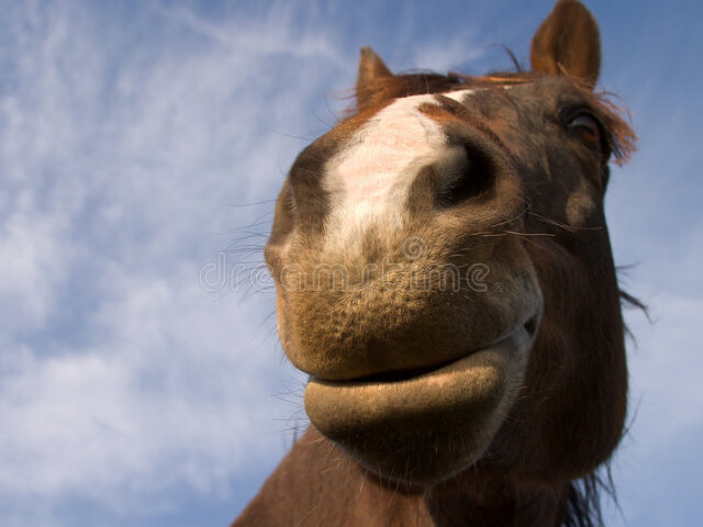 Amo cavalos já sonhei porque meu amor é inseparável!