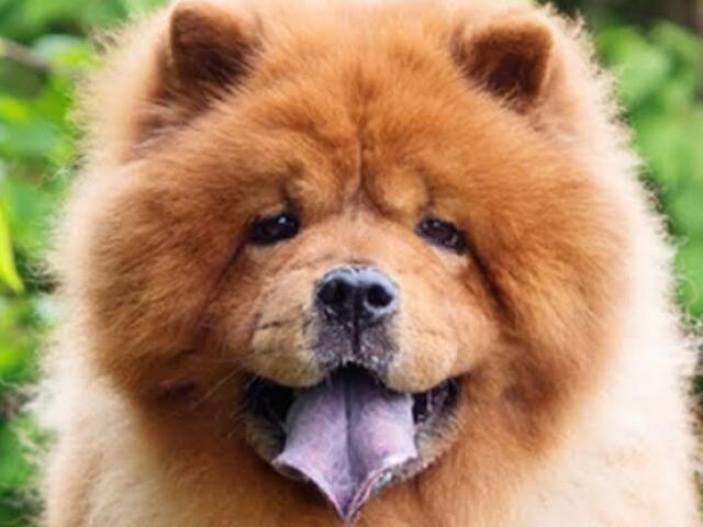 Chow chow