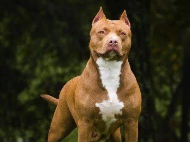 Pitbull