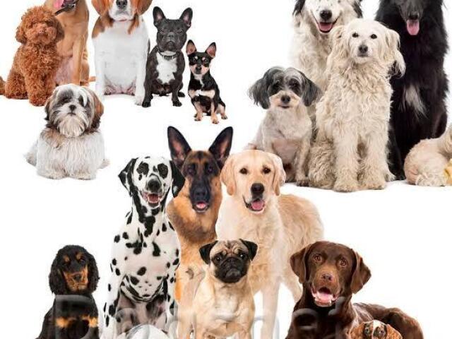 Qual dog você seria?