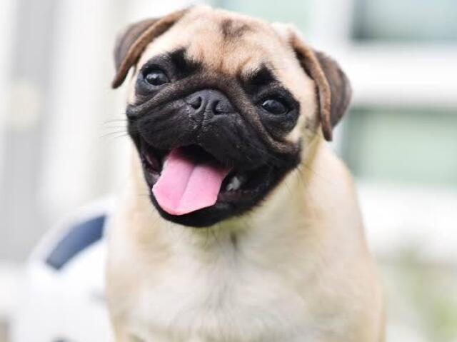 Pug