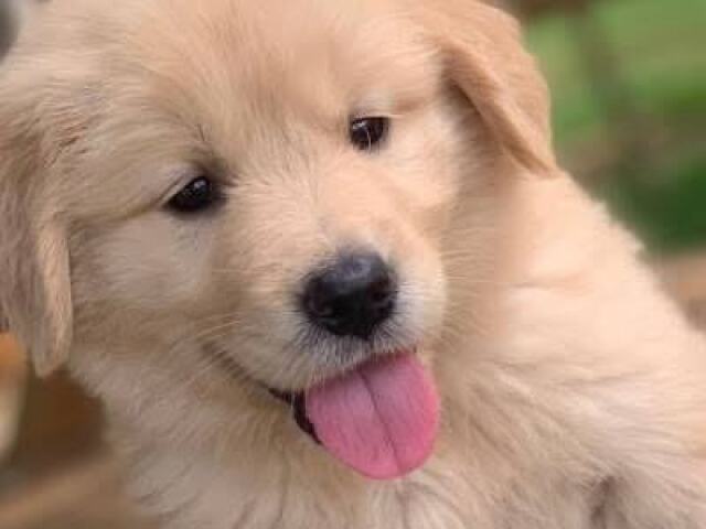 Golden