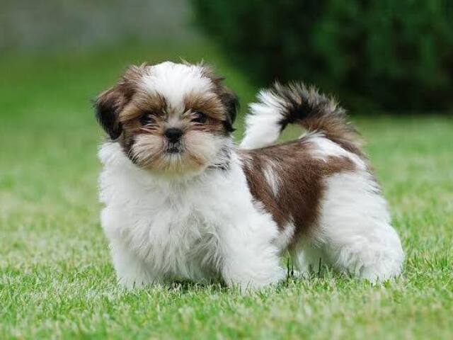 Shih tzu