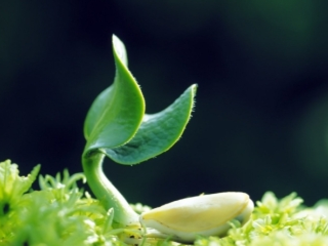 Sub-Elemento Planta