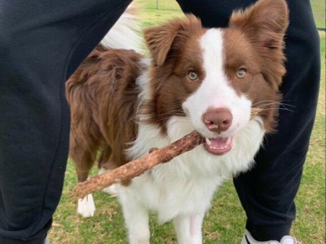 Bordier collie